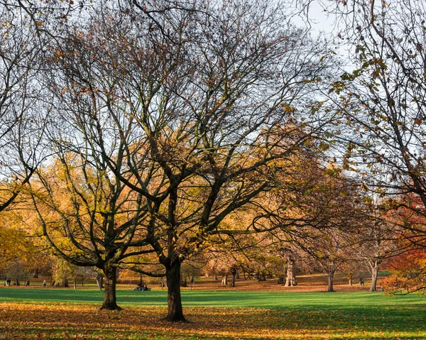 Allee mit Bäumen — Stockfoto