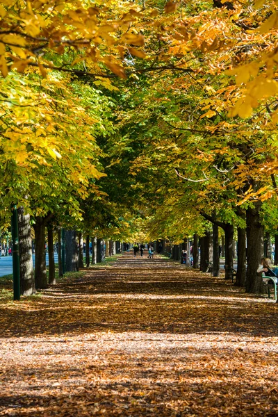 Allee mit Bäumen — Stockfoto