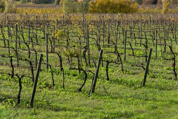 Grapes fields — Stock Photo, Image