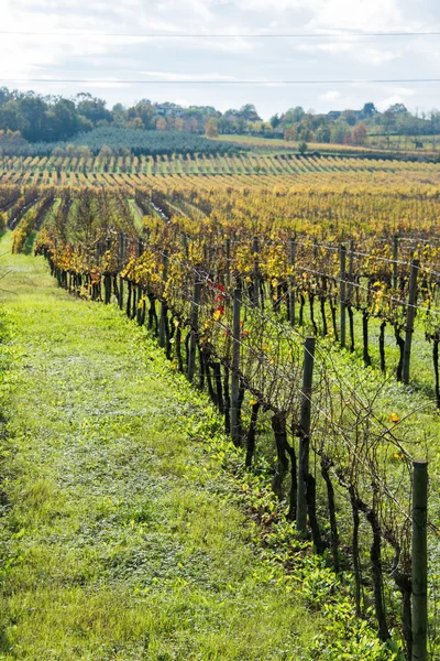 Grapes fields — Stock Photo, Image