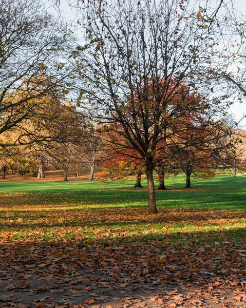 Allée avec arbres le jour de l'automne — Photo