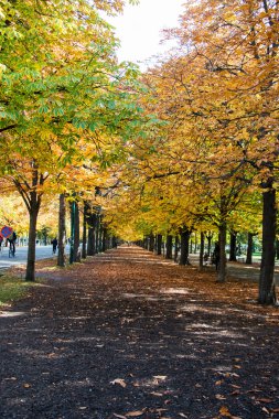 Sokak ağaçları sonbahar günü ile