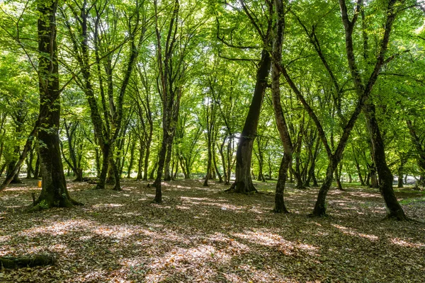 Orman aydınlık yaz gününde — Stok fotoğraf