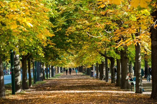 Callejón con árboles en el día de otoño —  Fotos de Stock