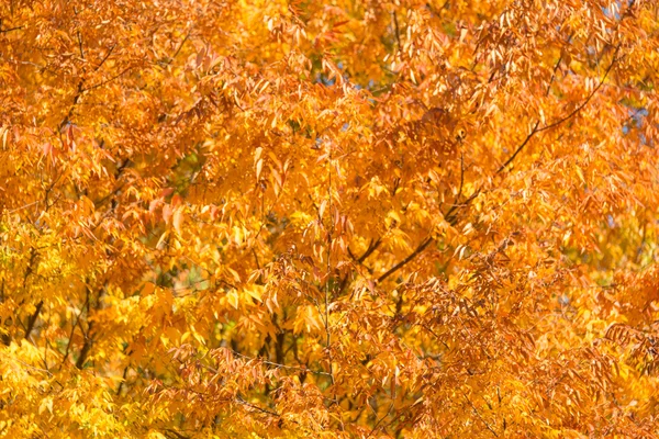 Fall autumn season in the forest — Stock Photo, Image