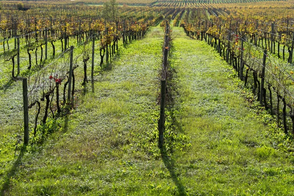 Grapes fields during winter fall autumn days — Stock Photo, Image