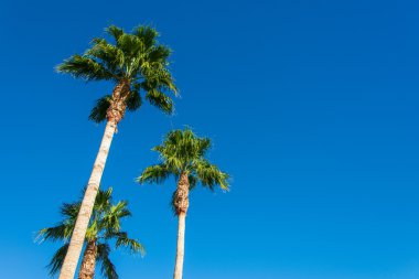 Aydınlık bir günde sahilde palmiye ağaçları