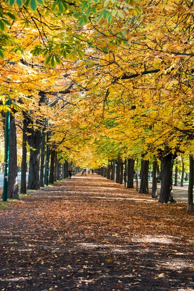 Alley con alberi il giorno di autunno — Foto Stock