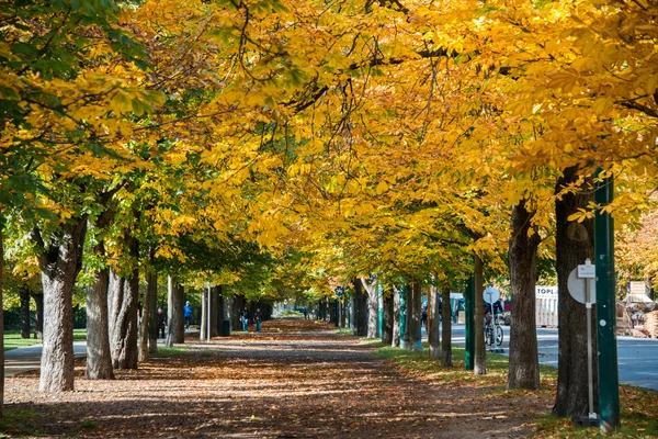 Callejón con árboles en el día de otoño — Foto de Stock