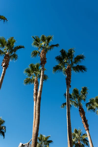 Palmen am Strand bei hellem Tag — Stockfoto