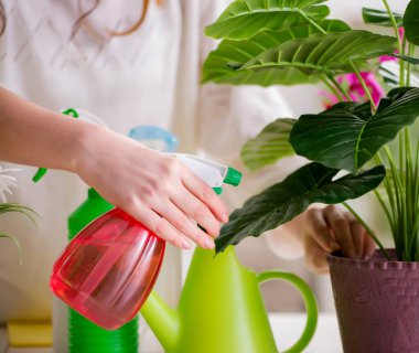 Evde bitkilerle ilgilenen genç bir kadın.