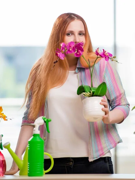 Donna rossa prendersi cura delle piante a casa — Foto Stock