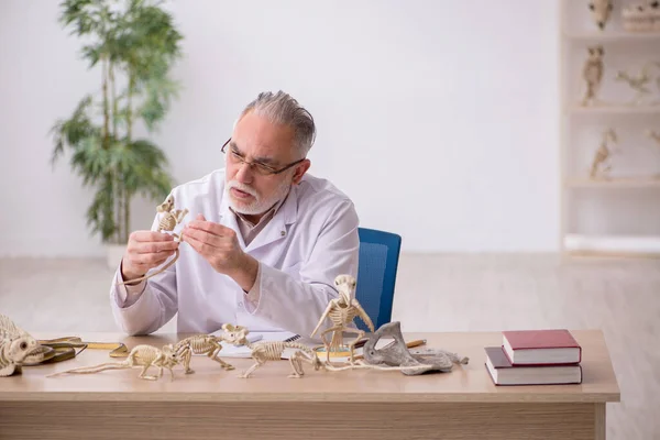 Gammal manlig paleontolog undersöker gamla djur på labbet — Stockfoto