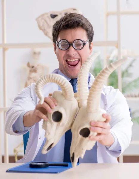 Funny crazy professor studying animal skeletons — Stock Photo, Image