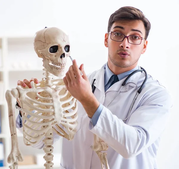 Yong mandlig læge med skelet isoleret på hvid - Stock-foto