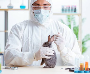 Bilim adamı hayvan tavşanı üzerinde test yapıyor.