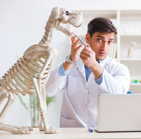 Doctor veterinario practicando en esqueleto de perro — Foto de Stock