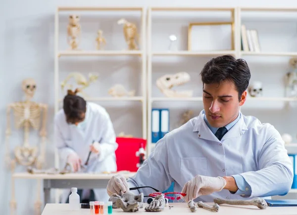 Profesor studující lidskou kostru v laboratoři — Stock fotografie