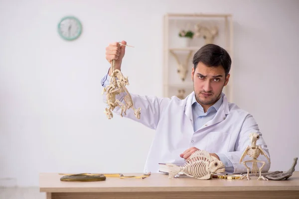Jonge mannelijke paleontoloog onderzoekt oude dieren in het lab — Stockfoto