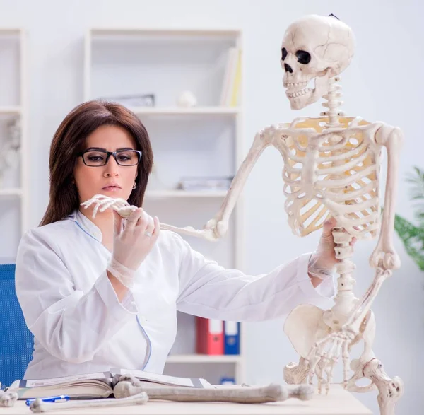 Doctor trabajando en el laboratorio en esqueleto — Foto de Stock