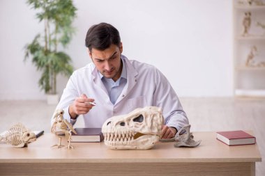 Genç erkek paleontolog laboratuvarda antik hayvanları inceliyor.