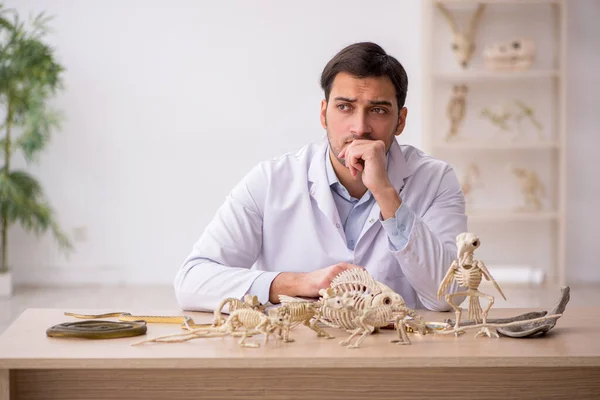 Молодий палеонтолог-чоловік вивчає стародавніх тварин в лабораторії — стокове фото