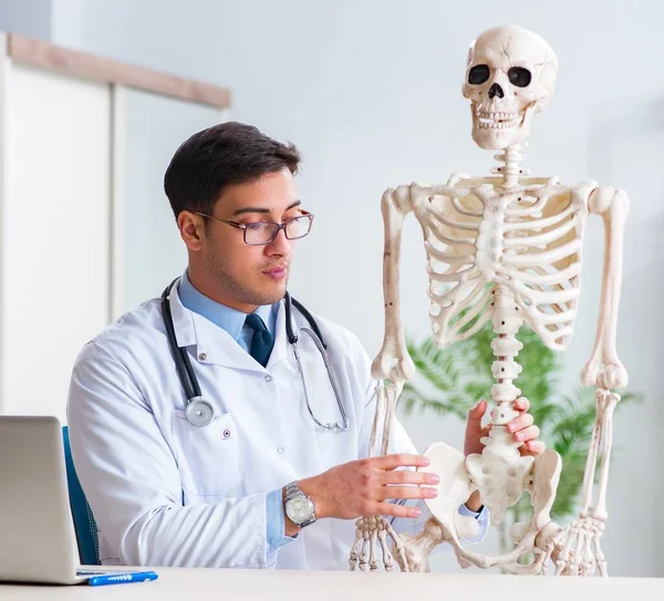 Yong médico masculino con esqueleto aislado en blanco —  Fotos de Stock