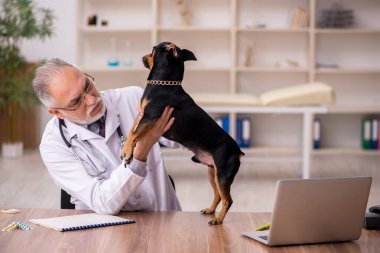 Yaşlı veteriner doktor klinikte köpeği muayene ediyor.