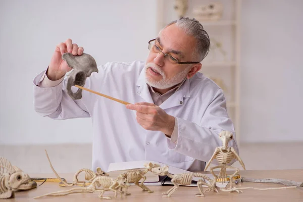 Viejo paleontólogo masculino examinando animales antiguos en el laboratorio —  Fotos de Stock