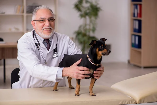 Velho médico veterinário masculino examinando cão na clínica — Fotografia de Stock