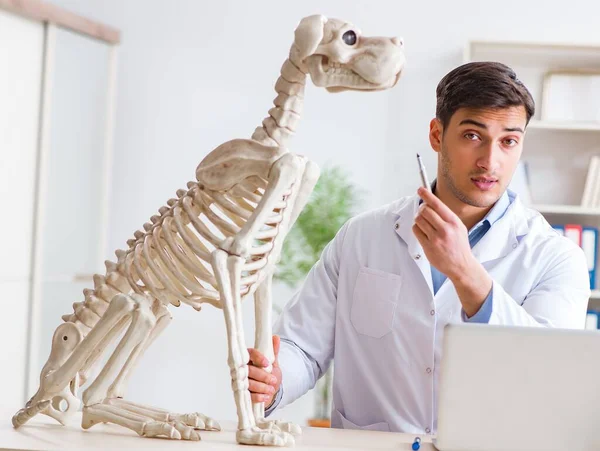 Doctor veterinario practicando en esqueleto de perro —  Fotos de Stock