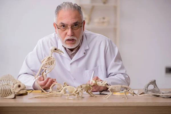 늙은 수컷 고생물학자 가 실험실에서 고대 동물들을 조사하고 있다 — 스톡 사진