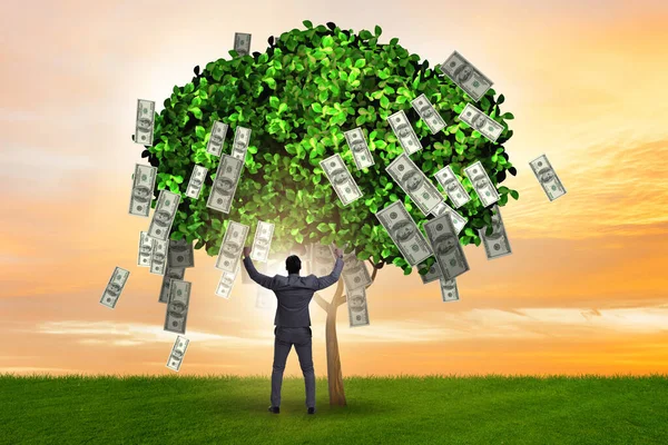 Uomo d'affari con albero dei soldi nel concetto di business — Foto Stock