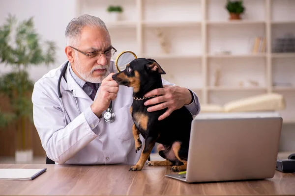 Vecchio medico veterinario maschio esaminando cane in clinica — Foto Stock