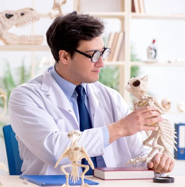 Engraçado professor louco estudar esqueletos de animais — Fotografia de Stock