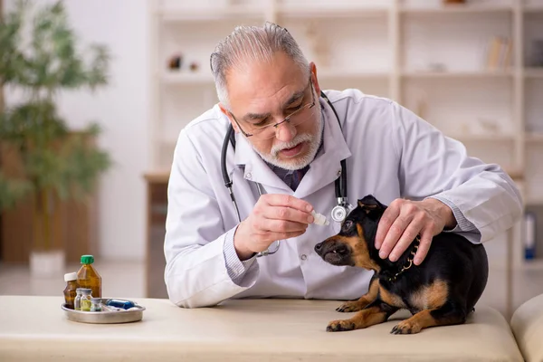Oude mannelijke dierenarts onderzoekt hond in de kliniek — Stockfoto