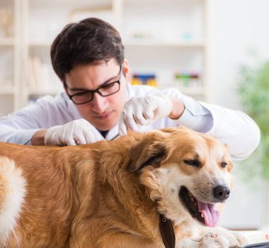 Veteriner kliniğinde Golden Retriever köpeğini muayene eden doktor.