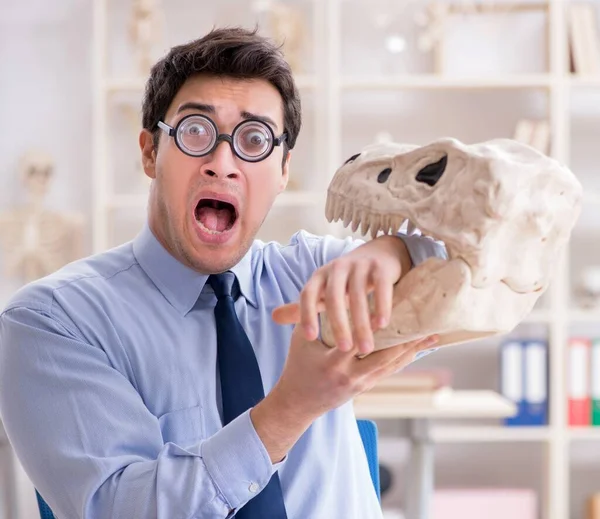 Komik çılgın profesör dinozor iskeletini inceliyor. — Stok fotoğraf