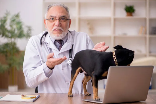 Vecchio medico veterinario maschio esaminando cane in clinica — Foto Stock