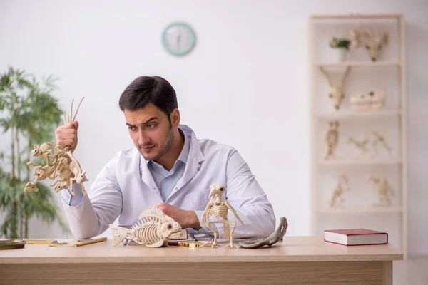 Paleontólogo joven examinando animales antiguos en el laboratorio —  Fotos de Stock