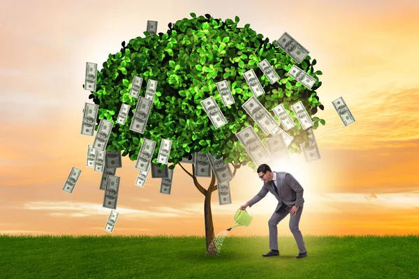Biznesmen z drzewa pieniędzy w koncepcji biznesu — Zdjęcie stockowe