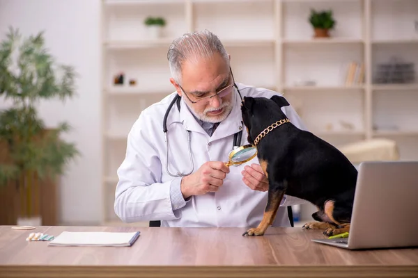 Velho médico veterinário masculino examinando cão na clínica — Fotografia de Stock