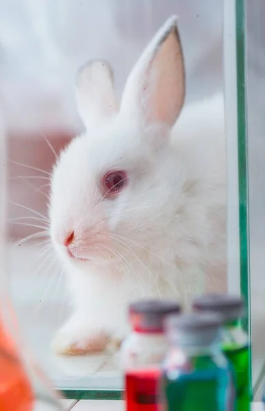 Biały królik w eksperymencie laboratoryjnym — Zdjęcie stockowe