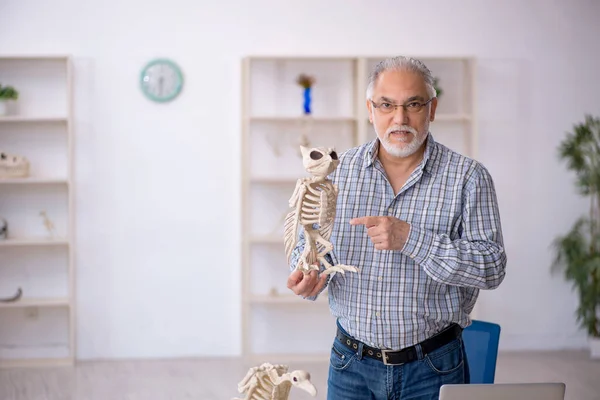 Velho paleontólogo masculino examinando animais antigos no laboratório — Fotografia de Stock