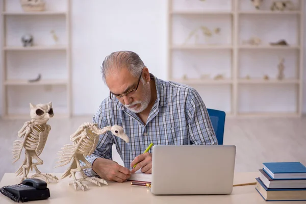 Yaşlı erkek paleontolog laboratuvarda antik hayvanları inceliyor. — Stok fotoğraf