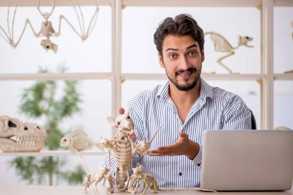 Jovem paleontólogo masculino examinando animais antigos no laboratório — Fotografia de Stock