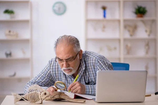 Old male paleontologist examining ancient animals at lab — Stock Photo, Image