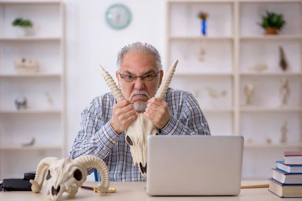 Старый палеонтолог осматривает древних животных в лаборатории — стоковое фото