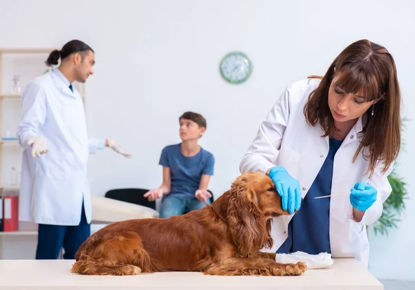Veterinární lékař vyšetřuje zlatého retrívra psa na klinice — Stock fotografie