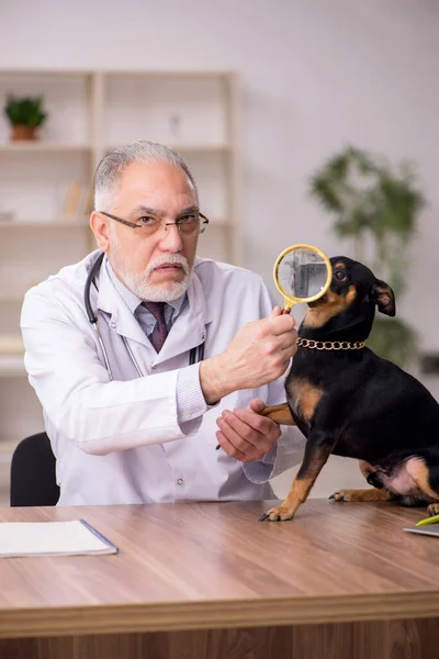 늙은 수컷 수의사가 병원에서 개를 진찰하고 있다 — 스톡 사진